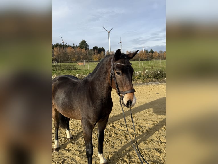 New Forest Pony Ruin 3 Jaar 145 cm Bruin in Heinzenbach