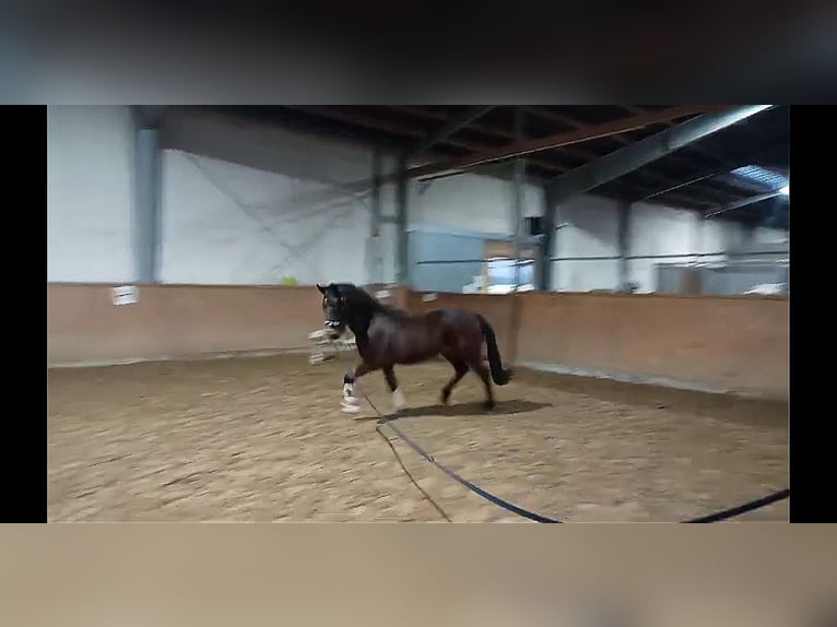 New Forest Pony Ruin 3 Jaar 145 cm Bruin in Rheine