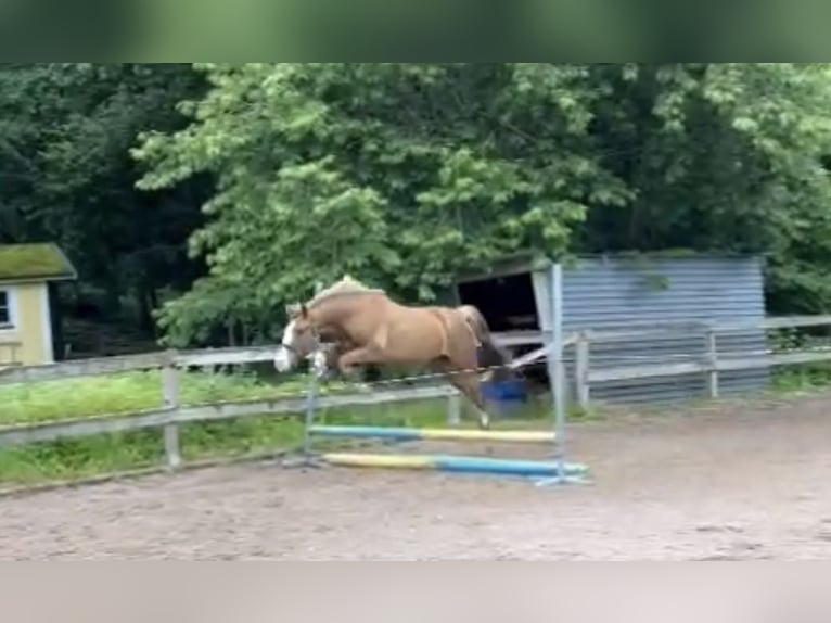 New Forest Pony Ruin 3 Jaar 145 cm Roodvos in Göteborh