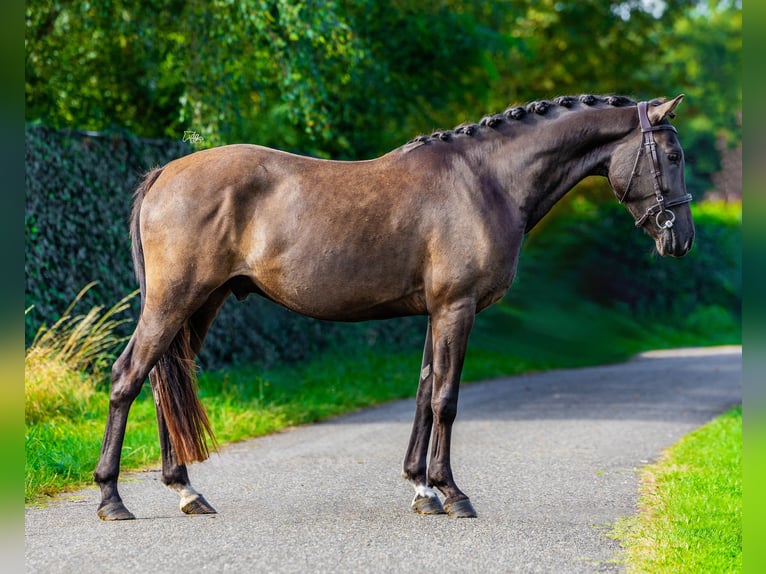 New Forest Pony Ruin 3 Jaar 146 cm Zwartbruin in Vlijmen