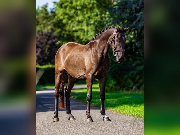 New Forest Pony Ruin 3 Jaar 146 cm Zwartbruin in Vlijmen