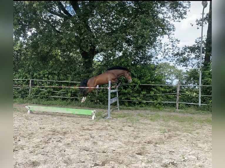 New Forest Pony Ruin 3 Jaar 148 cm Donkerbruin in Nijeholtpade