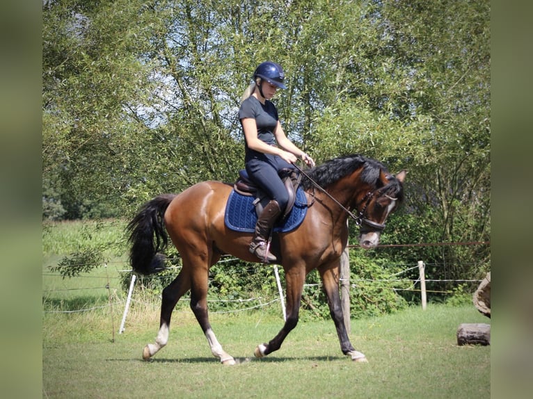 New Forest Pony Ruin 3 Jaar 148 cm Donkerbruin in Nijeholtpade