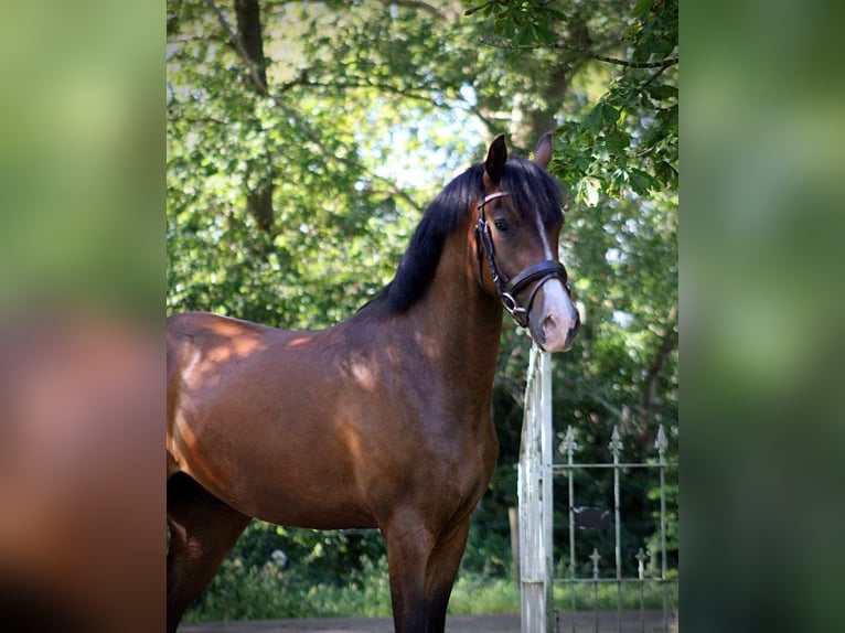 New Forest Pony Ruin 3 Jaar 148 cm Donkerbruin in Nijeholtpade