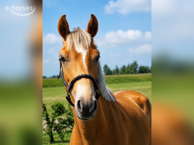 New Forest Pony Ruin 3 Jaar 150 cm Vos in Biervliet