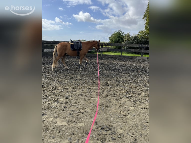 New Forest Pony Ruin 3 Jaar 150 cm Vos in Biervliet