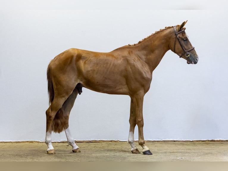 New Forest Pony Ruin 3 Jaar 152 cm Vos in Waddinxveen