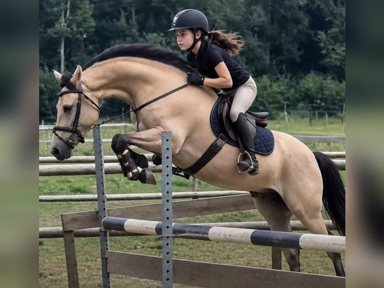 New Forest Pony Ruin 4 Jaar 136 cm Buckskin in Beers