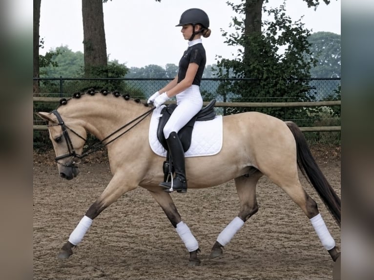 New Forest Pony Ruin 4 Jaar 136 cm Buckskin in Beers