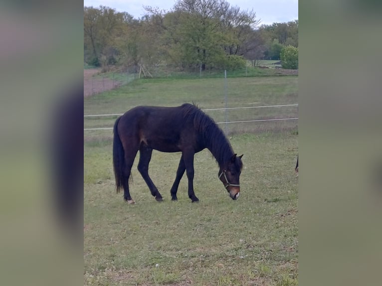 New Forest Pony Ruin 4 Jaar 143 cm Donkerbruin in Toppenstedt