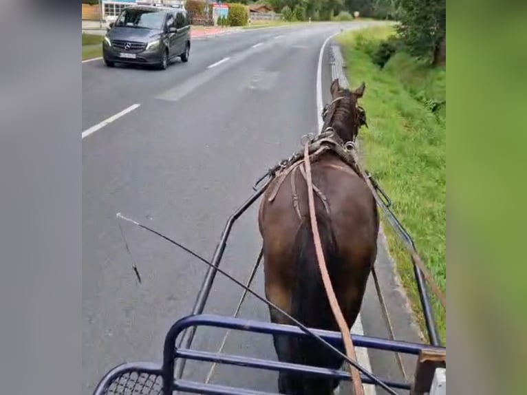 New Forest Pony Ruin 4 Jaar 143 cm Donkerbruin in Toppenstedt