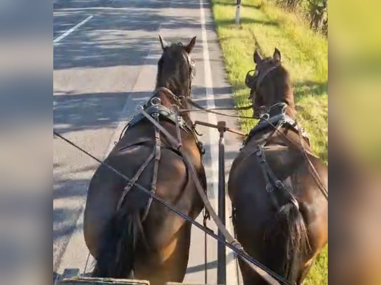 New Forest Pony Ruin 4 Jaar 143 cm Donkerbruin in Toppenstedt