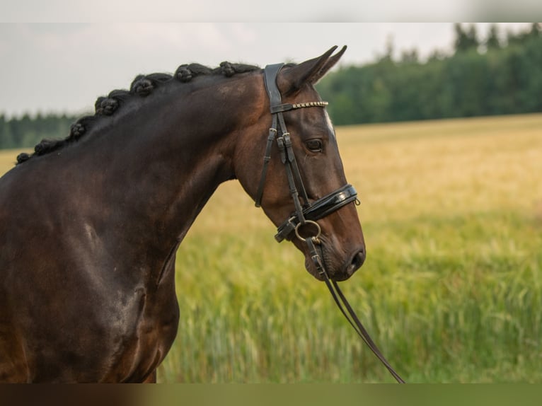 New Forest Pony Ruin 4 Jaar 143 cm Donkerbruin in Heinzenbach