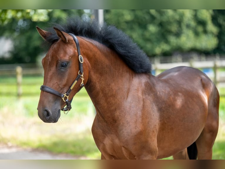 New Forest Pony Ruin 4 Jaar 145 cm Roodbruin in Kose Harjumaa