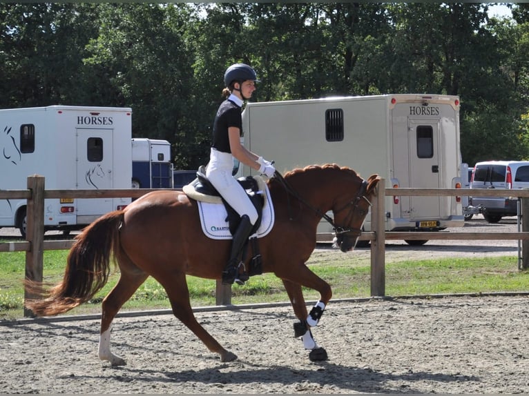New Forest Pony Ruin 4 Jaar 145 cm Vos in Venlo