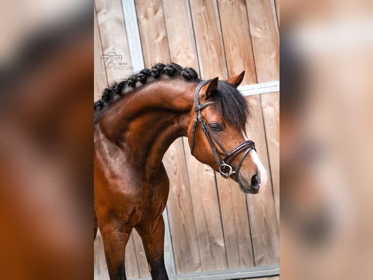 New Forest Pony Ruin 4 Jaar 146 cm Bruin in Heerle