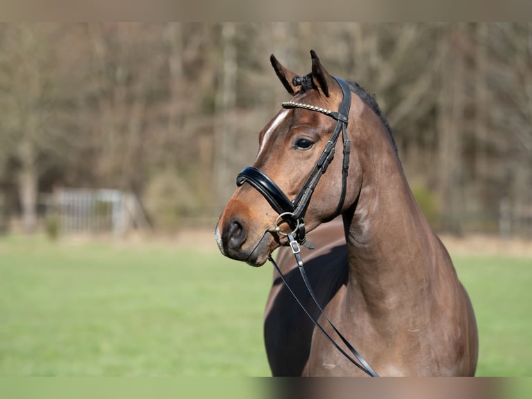 New Forest Pony Ruin 4 Jaar 146 cm Bruin in Heinzenbach