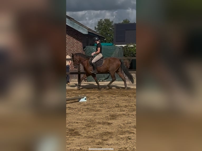 New Forest Pony Ruin 4 Jaar 147 cm Bruin in Didam