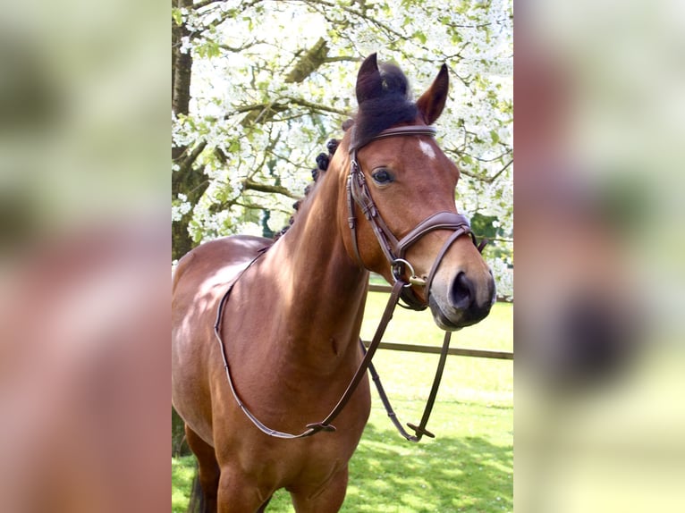 New Forest Pony Ruin 4 Jaar 147 cm Bruin in Didam