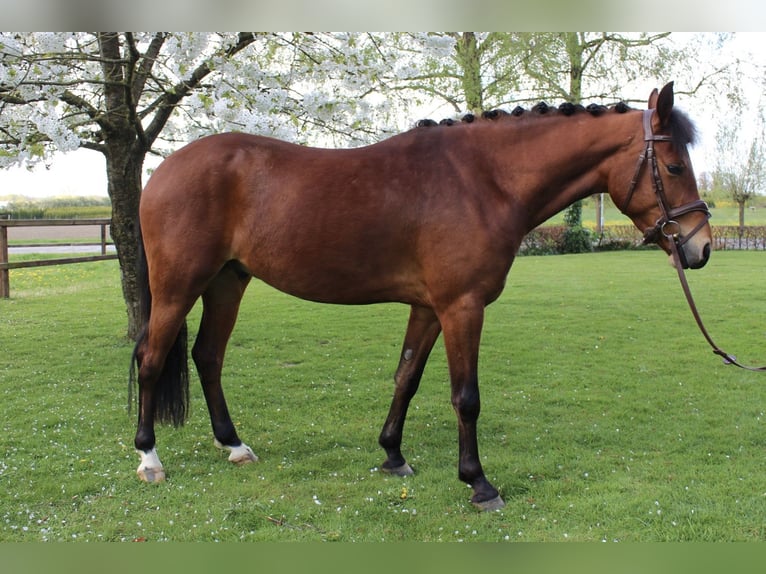 New Forest Pony Ruin 4 Jaar 147 cm Bruin in Didam