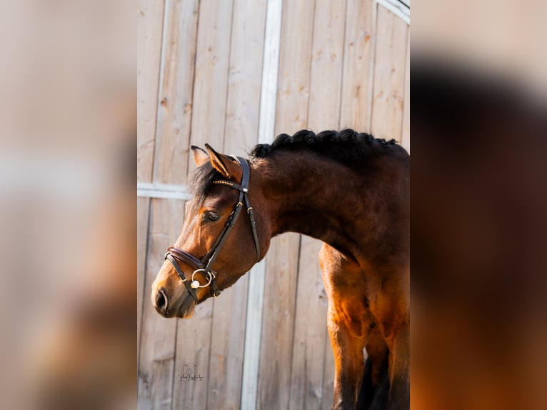 New Forest Pony Ruin 4 Jaar 147 cm Donkerbruin in Heerle