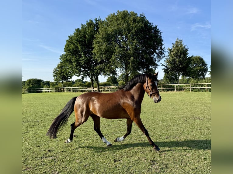 New Forest Pony Ruin 4 Jaar 147 cm Donkerbruin in Waalre