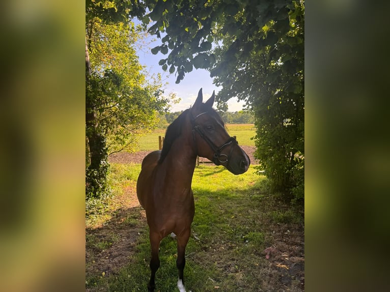 New Forest Pony Ruin 4 Jaar 147 cm Donkerbruin in Waalre