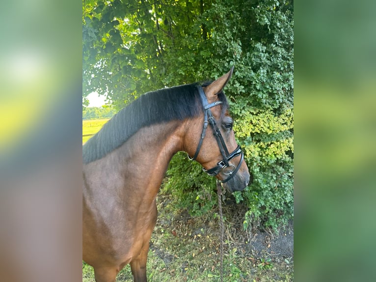 New Forest Pony Ruin 4 Jaar 147 cm Donkerbruin in Waalre