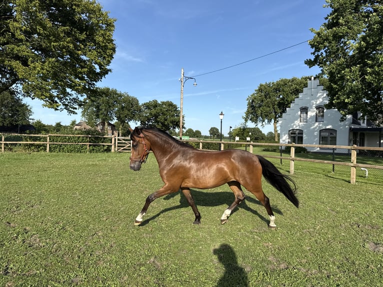New Forest Pony Ruin 4 Jaar 147 cm Donkerbruin in Waalre