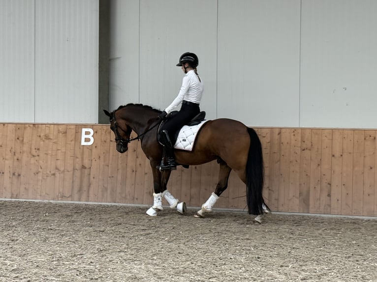 New Forest Pony Ruin 4 Jaar 147 cm Donkerbruin in Waalre