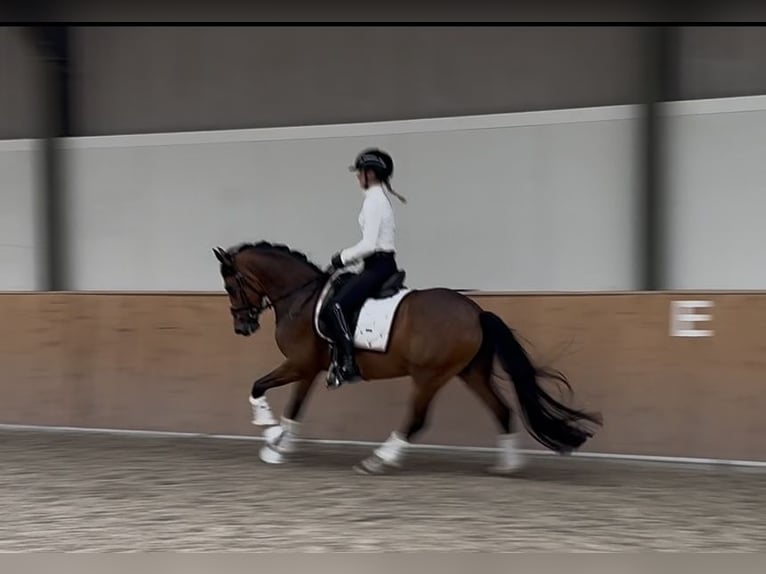 New Forest Pony Ruin 4 Jaar 147 cm Donkerbruin in Waalre