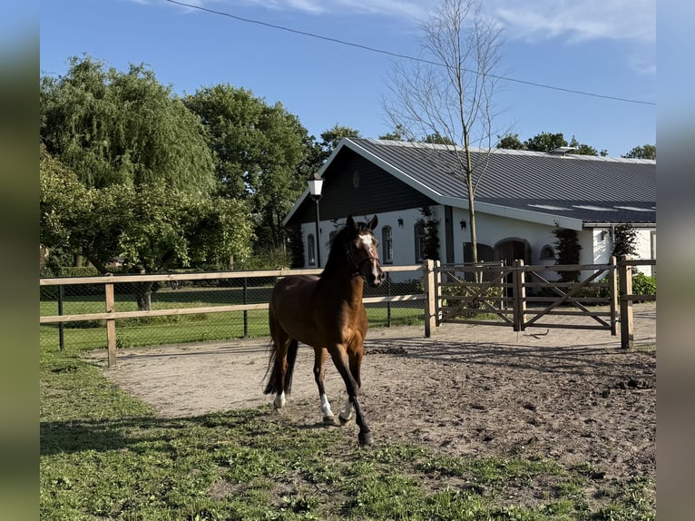 New Forest Pony Ruin 4 Jaar 147 cm Donkerbruin in Waalre