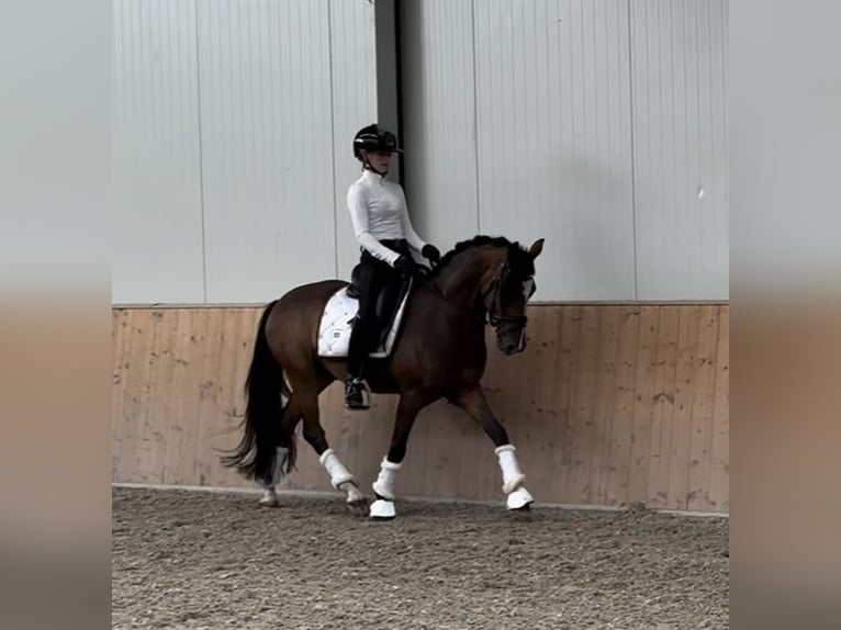 New Forest Pony Ruin 4 Jaar 147 cm Donkerbruin in Waalre