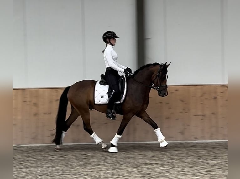 New Forest Pony Ruin 4 Jaar 147 cm Donkerbruin in Waalre