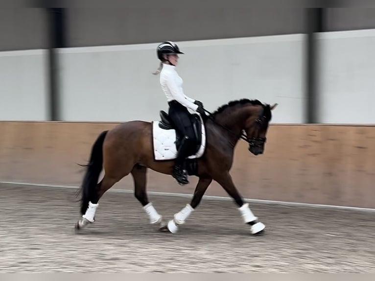 New Forest Pony Ruin 4 Jaar 147 cm Donkerbruin in Waalre
