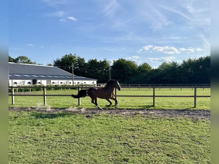 New Forest Pony Ruin 4 Jaar 147 cm Donkerbruin in Waalre