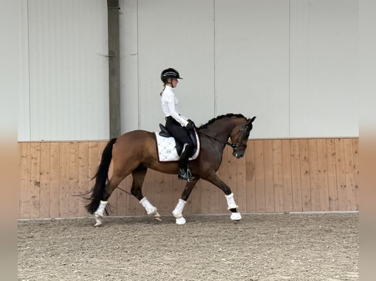 New Forest Pony Ruin 4 Jaar 147 cm Donkerbruin in Waalre