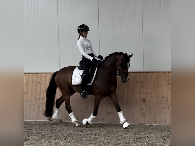 New Forest Pony Ruin 4 Jaar 147 cm Donkerbruin in Waalre