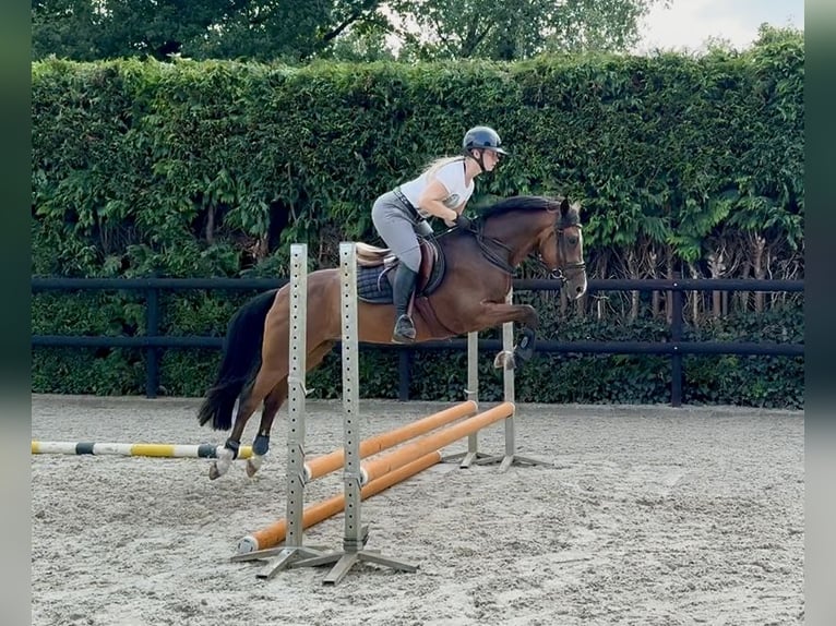 New Forest Pony Ruin 4 Jaar 147 cm Donkerbruin in Waalre