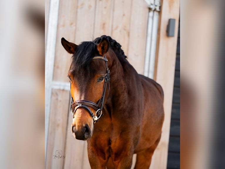 New Forest Pony Ruin 4 Jaar 147 cm Donkerbruin in Wouwse Plantage