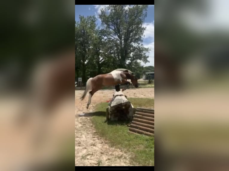 New Forest Pony Ruin 4 Jaar 147 cm in Châtellerault