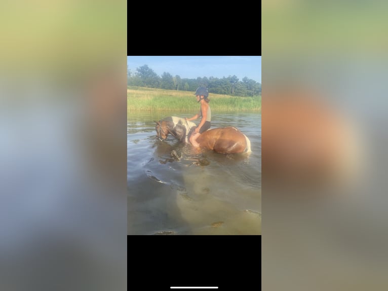 New Forest Pony Ruin 4 Jaar 147 cm in Châtellerault