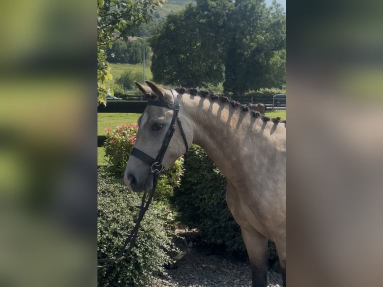 New Forest Pony Ruin 5 Jaar 138 cm Buckskin in Newry