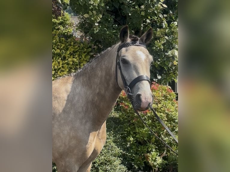 New Forest Pony Ruin 5 Jaar 138 cm Buckskin in Newry
