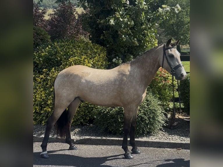New Forest Pony Ruin 5 Jaar 138 cm Buckskin in Newry