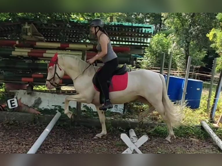 New Forest Pony Mix Ruin 5 Jaar 140 cm Cremello in Sessa