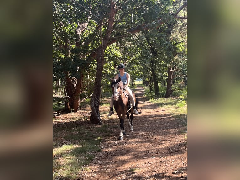 New Forest Pony Ruin 5 Jaar 142 cm Bruin in Swalmen