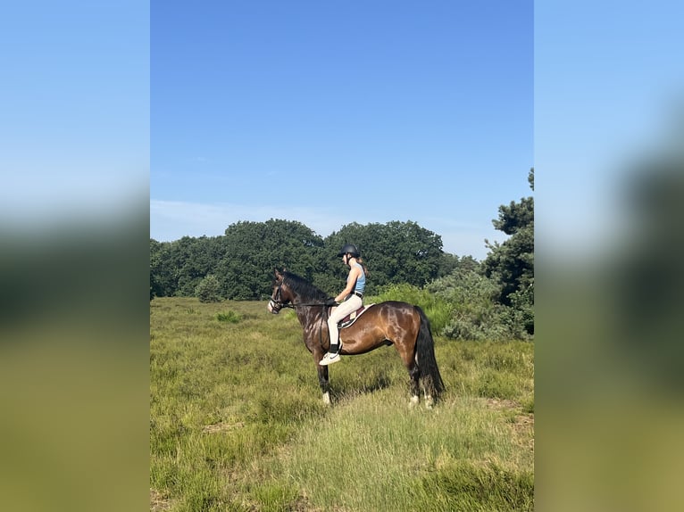 New Forest Pony Ruin 5 Jaar 142 cm Bruin in Swalmen