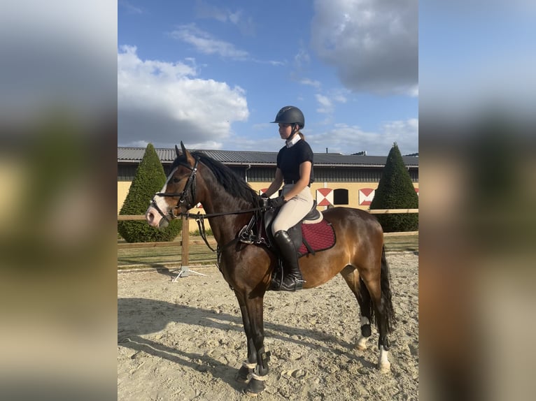 New Forest Pony Ruin 5 Jaar 142 cm Bruin in Swalmen