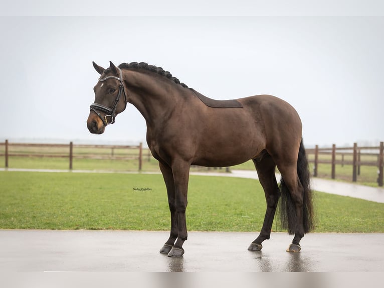 New Forest Pony Ruin 5 Jaar 145 cm Donkerbruin in Oost West en Middelbeers